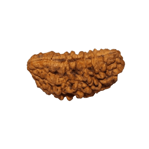 Ek Mukhi Rudraksha